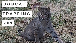 Bobcat Trapping 201 [upl. by Palma357]