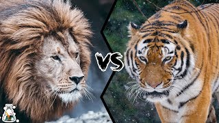 BARBARY LION VS SIBERIAN TIGER  Who Would Win [upl. by Som]