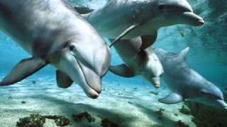 Relax Music  Nature and Dolphins  Natura e Delfini [upl. by Bender105]