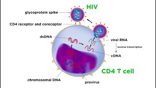 Human Immunodeficiency Virus HIV [upl. by Lonergan]