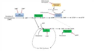 Purine Synthesis and Salvage Pathway [upl. by Notliw]