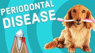 Periodontal Disease in Dogs [upl. by Lyj]