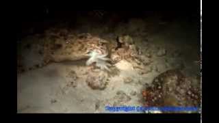 Cuttlefish Versus The Wobbegong Shark [upl. by Tengler]