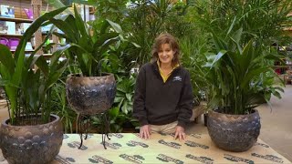 How to Care for a Cast Iron Plant ENGLISH GARDENS [upl. by Yole]