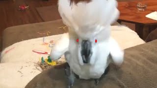 Super Vocal Birds  Funny Bird Video Compilation 2020 [upl. by Reinnej]