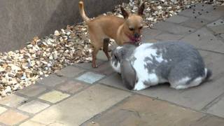 Rabbit mating with dog Part 2 [upl. by Yve]