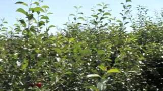 Prairie Cherries at The Saskatoon Farm [upl. by Rehpotsirhc540]