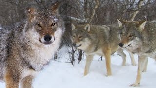 Meeting a Wolf Pack  Deadly 60  BBC Earth Explore [upl. by Adlesirg]