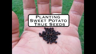 Planting True Sweetpotato Seed [upl. by Enida217]