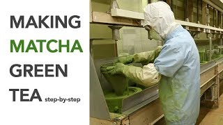 Making Matcha step by step  Spring Harvest [upl. by Yesdnik]