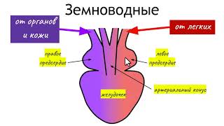 Строение сердца рыб земноводных пресмыкающихся птиц и млекопитающих [upl. by Ahsienauq]