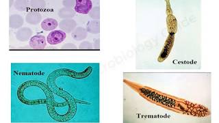 Introduction to Medical Parasitology lecture [upl. by Bendicty]