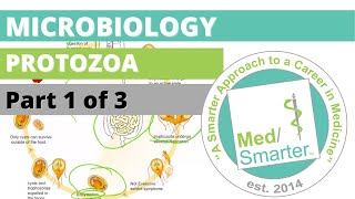 Protozoa  Microbiology  USMLE STEP 1  Part 1 of 3 [upl. by Ecylahs]