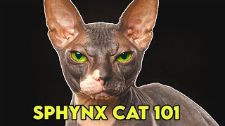 Sphynx Cat 101  Must Watch BEFORE Getting One [upl. by Quiteris2]