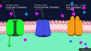 Action Potential in the Neuron [upl. by Oigres]