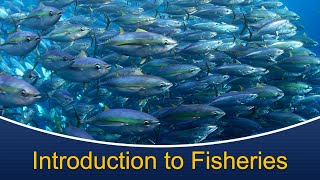 Marine Biology at Home 9 Introduction to Fisheries [upl. by Ferdy224]