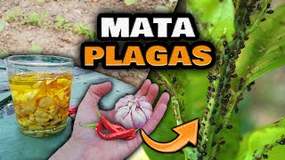 PLAGAS en tus PLANTAS NUNCA MÁS  INSECTICIDA CASERO de AJO  Maceración Orgánico y Natural [upl. by Katonah]