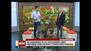 Cómo preparar insecticidas y fungicidas caseros [upl. by Aland]