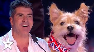 BRITAINS GOT TALENT Full Episode 8 SEMI FINAL AUDITIONS 2015 Season 9 [upl. by Akenit]