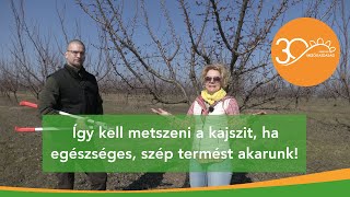 MMG  A kajszi metszése felsőfokon [upl. by Greeson]