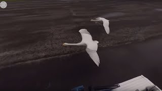 Flying With Swans  360°  BBC Earth Explore [upl. by Newmann]