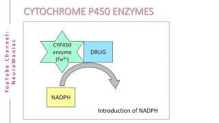 BIOCHEMISTRY  CYTOCHROME P450 ENZYMES AND OXIDATION PROCESS [upl. by Sandler]