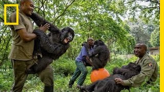 Young Orphaned Gorillas See Their Adorable Bond With Park Rangers  National Geographic [upl. by Andras]