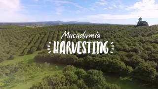 Macadamia harvesting [upl. by Gamin]