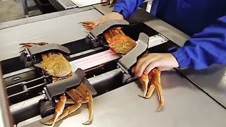 Inside The Worlds Leading Crab Processing Factory Latest Modern Technology And Processing Lines [upl. by Adnolat903]