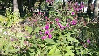 Ironweed Vernonia  A large plant with as much to offer [upl. by Ennaisoj471]