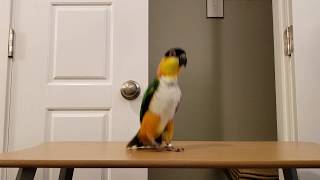 Izzy the Caique hopping and jumping around to exercise [upl. by Rod]