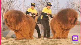 Tibetan mastiff  worlds biggest dog breed tibetan mastiff weight male 100–160 lbs [upl. by Tayib]