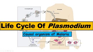 Life Cycle of Plasmodium  Malarial Parasite [upl. by Elvia]