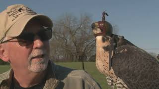 Falconry Sport of Kings  Mississippis Expert Falconers [upl. by Nahej]