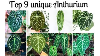 Anthurium 9 unique indoorplants with strange shapes [upl. by Reiche]