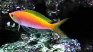 Bartletts Anthias Pseudanthias bartlettorum  LiveAquariacom [upl. by Whalen869]