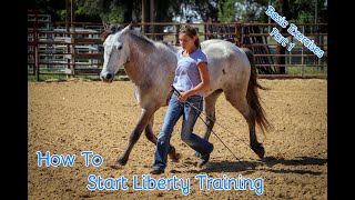 How To Start Liberty Training With Your Horse Basic Exercises Part 1 [upl. by Buchalter]