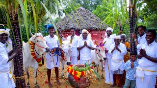 PONGAL CELEBRATION  Mattu Pongal  Grand Tamil Special Festival Celebrate in Village by farmers [upl. by Norahc722]