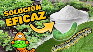 Elimina ORUGAS Y GUSANOS de las Plantas 🐛 INSECTICIDA ORGÁNICO Casero y Repelente de Plagas [upl. by Sadick]