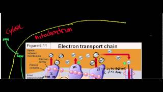 NEW LLactate Dehydrogenase Physiology Biochemisty and Mechanism [upl. by Demetria]