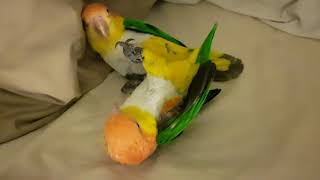 4 year old White Bellied Caique Parrots [upl. by Geraint]