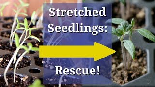 Fix Leggy Seedlings [upl. by Thorbert]