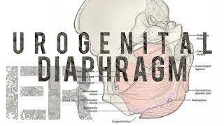 Embryology Urogenital System [upl. by Essilrahc289]