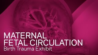 Maternal Fetal Circulation  Birth Trauma Animation [upl. by Fair761]