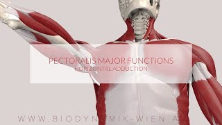 Pectoralis Major Functions Horizontal Adduction 3D Animation [upl. by Niraa]