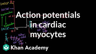 Role of phagocytes in innate or nonspecific immunity  NCLEXRN  Khan Academy [upl. by Parish917]