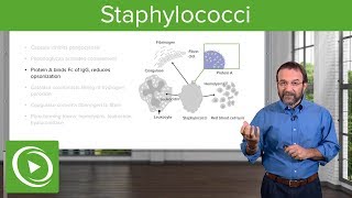 Staphylococci – Microbiology  Lecturio [upl. by Miharba]