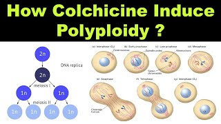 How Colchicine Induce Polyploidy during Cytokinesis   Mutations  Dr Ghanshyam Jangid [upl. by Bernj]