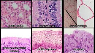 Identifying Epithelium  Review and Practice Questions [upl. by Sawyere]