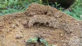 Hard working Ants Building Nest Ant Hill [upl. by Dami]